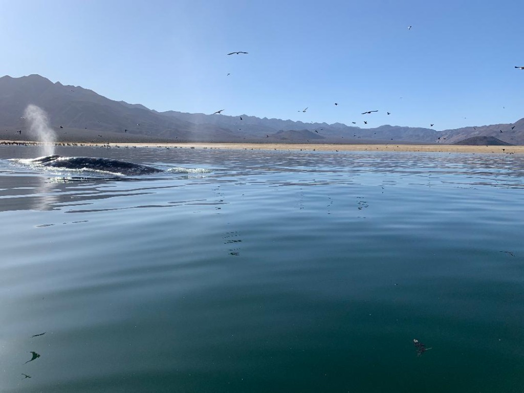 Rare shot of a California Gray Whale in the Sea of Cortez. Picture taken from my paddle board Mar 2021. (John Welker)